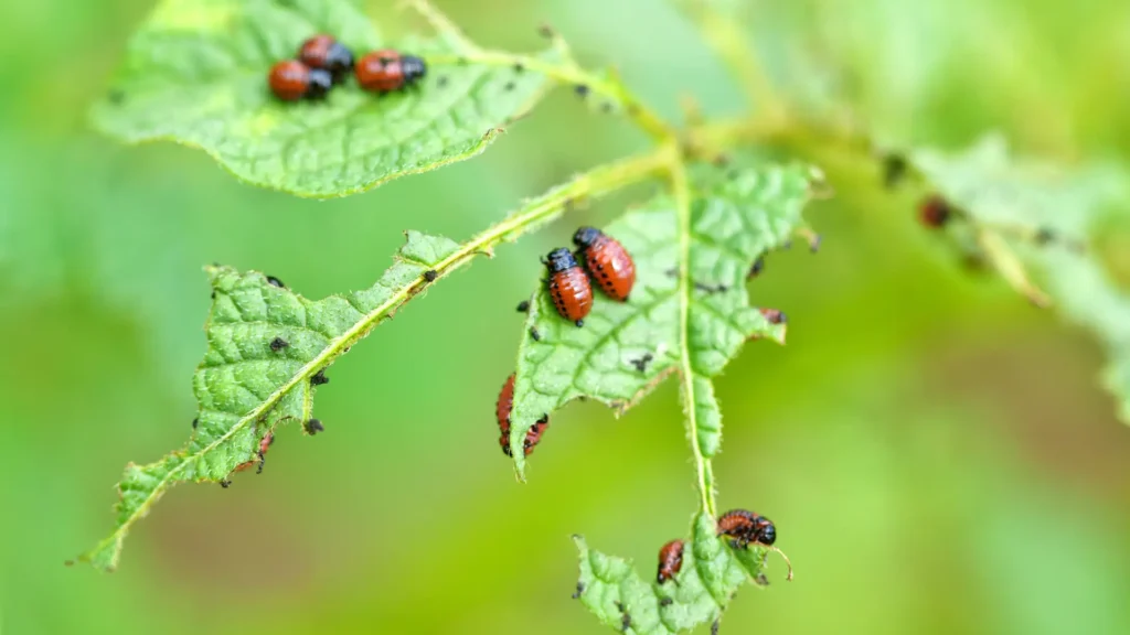 Najczęstsze szkodniki w sadzie – jak je rozpoznać i skutecznie zwalczać